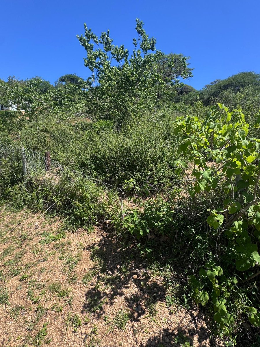 The overgrown fence line around the Community Centre site