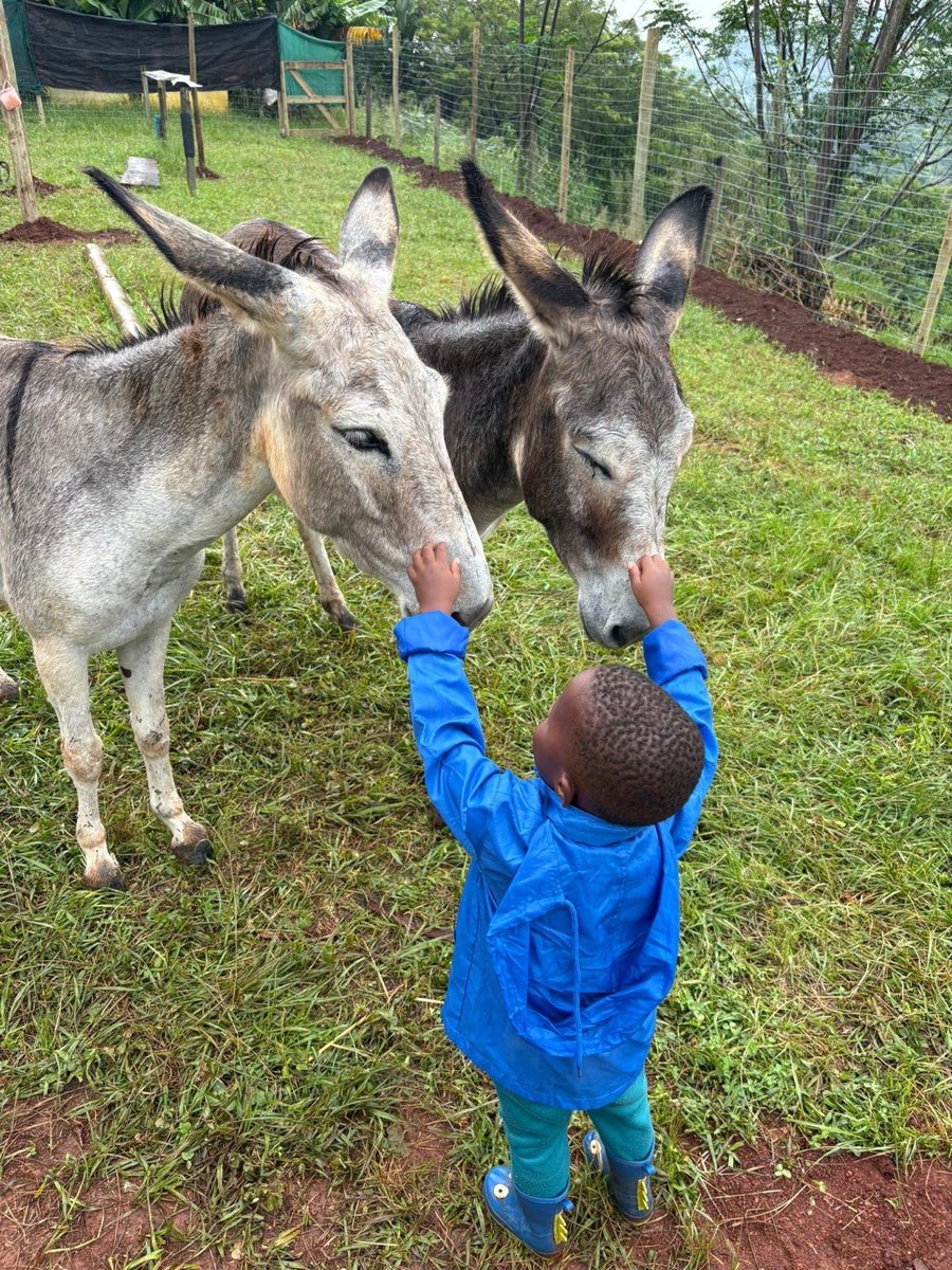 A young child petting two donkeys on the farm