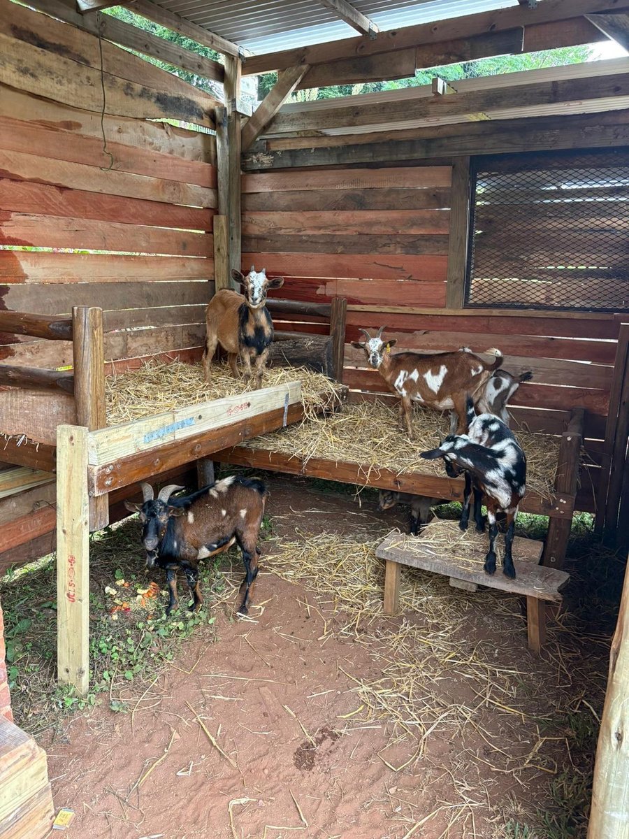 Goats in their pen on the farm